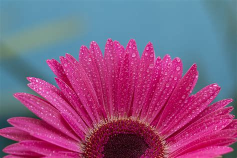 Pc wallpapers aesthetic buscar con google fondo de pantalla de vaporwave fondos de pantalla esteticos fondo de pantalla de anime. Fondos de Pantalla Gerbera De cerca Gota de agua Rosa ...