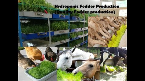 Feeding Hydroponic Fodder To Dairy Cattle Hydroponic Animalscience