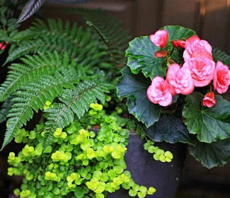 Plantes d'intérieur à feuillage, plantes d'intérieur à fleurs ou plantes vertes les plantes d'intérieur ou d'appartement recouvrent une très grande diversité de végétaux : Plante fougère d'extérieur - culture, entretien et ...