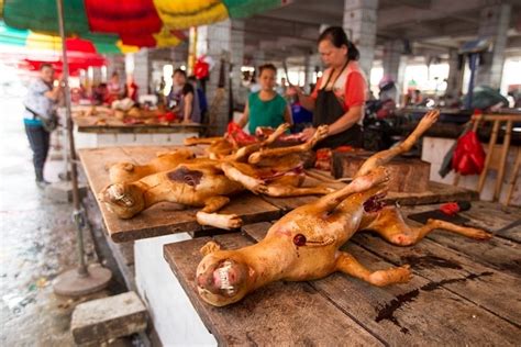 No matter which type you choose, the most important factor in your decision should be finding a food that meets all of your dog's nutritional needs. Prohibido el Festival de Carne de Perro de Yulin [por fin ...