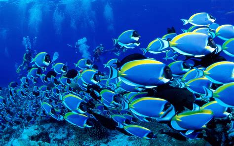 Animals Ocean Tropical Fish Wallpaper Background Hd