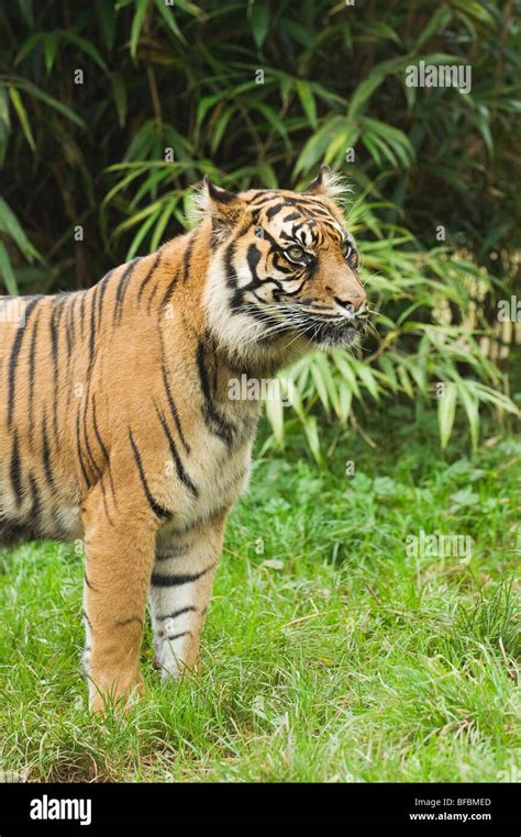 Sumatran Tiger Panthera Tigris Sumatrae Captive Stock Photo Alamy
