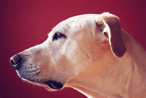 Hd Wallpaper Short Coated Beige Dog Look Face Profile Pets Animal