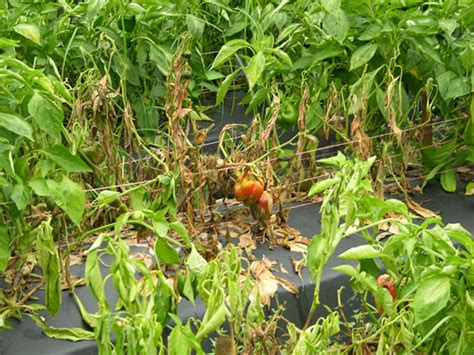 Figure out some bottom heat for those peppers, and they will sprout sooner. Pepper Diseases