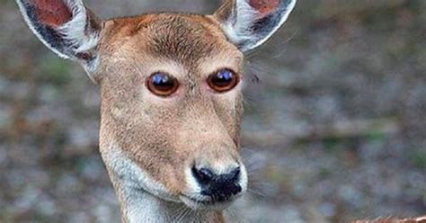 What 8 Animals Would Look Like If They Had Eyes In The Front Hearts