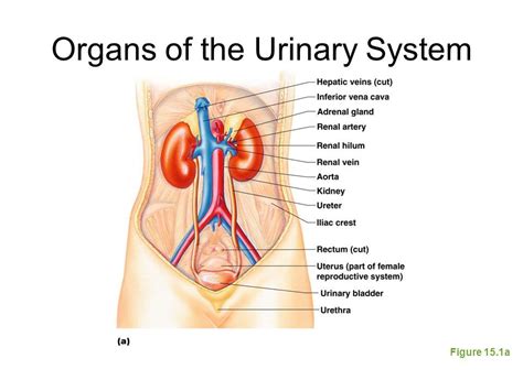 You might also like this photos or back to diagram of female body. adrenals kidneys bladder uterus ovaries | The Urinary ...
