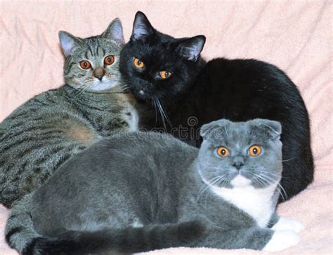 Three Scottish British Cats Are Lying On The Bed Stock Image Image