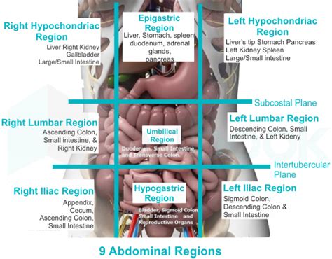 Birleşme Kapı Aynası Zarf Epigastric Region Contains What Organs