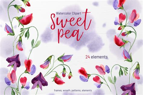Download Watercolor Flowers Sweet Pea PNG (Graphic) by MyStocks ...