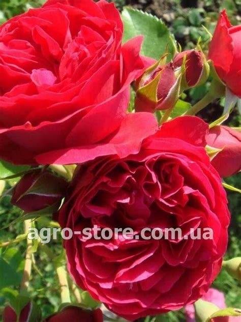 Украина Роза шраб Red Eden Rose Ред Иден Роуз Купить семена