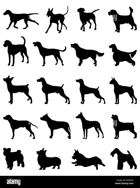 Breeds Of Dog Black And White Stock Photos And Images Alamy