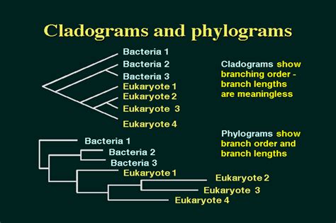 ¿Cómo leer cladogramas/filogramas?
