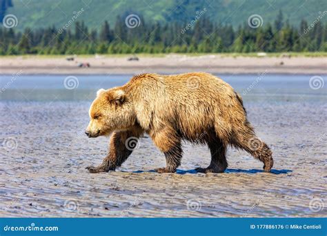 Grizzly Bear Walking On The Beach Stock Photo Image Of Young Nature