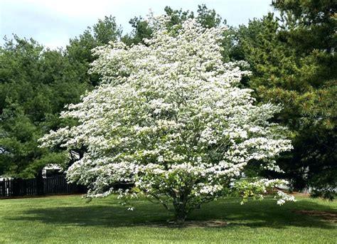 Looking for trees that provide privacy from the wrong kind of neighborhood watch? Dogwood evergreeen privacy tree - deer resistant ...