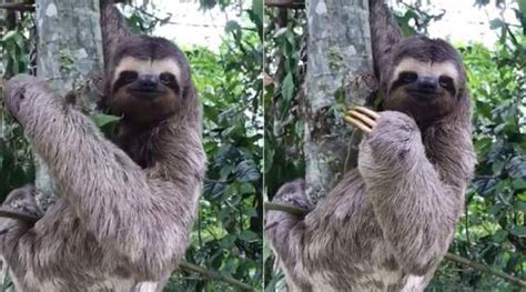 (mamífero carnívoro) sloth n noun: Madre de Dios: Rescatan a oso perezoso que estaba colgado ...
