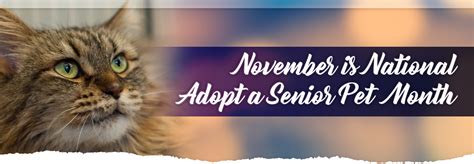 Adopt A Senior Pet Month Featured Cat Paris Humane Haven Animal Shelter