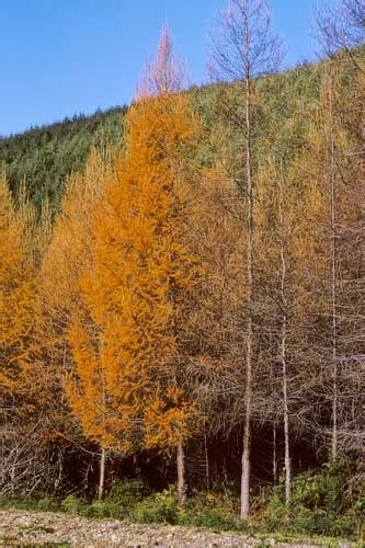 Larch Exotic Forestry Te Ara Encyclopedia Of New Zealand