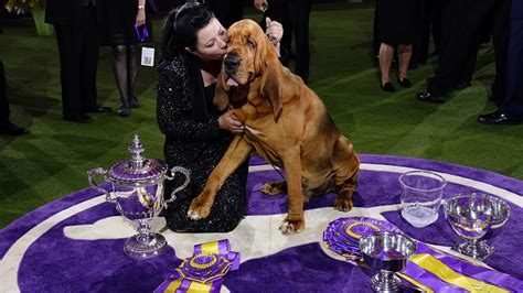 Westminster Dog Show 2022: See the best in show, group winners - KIRO 7 