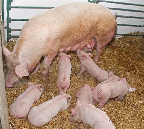 Feeding Piglets With Sow Stock Image Image Of Adorable 18685451