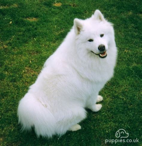 10 Best White Dog Breeds Dog Breed Guide With Pictures