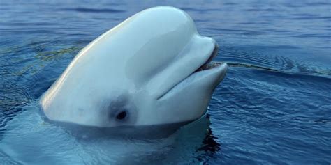 Why Do Beluga Whales Have Big Squishy Heads