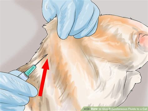 How To Administer Subcutaneous Fluids To Your Cat Catwalls