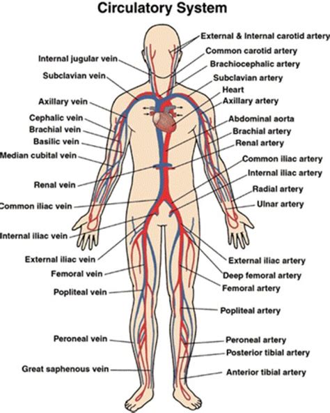 These vessels transport blood cells, nutrients, and oxygen to the tissues of the body. circulatory system main parts and functions fosfe human respiratory | Circulatory system ...