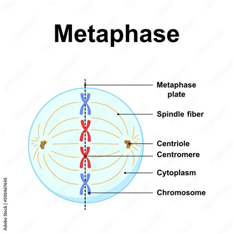 Scientific Designing Of Metaphase The Second Stage Of Mitosis