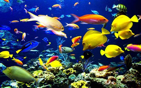 Free Download Tropical Fish Wallpaper Tropical Fishunderwater Sea Life