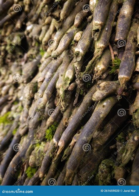 This Is The Root Fiber Of The Oil Palm Tree Royalty Free Stock Image