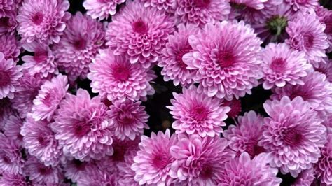 Pink Mums Flowers Pink Plants