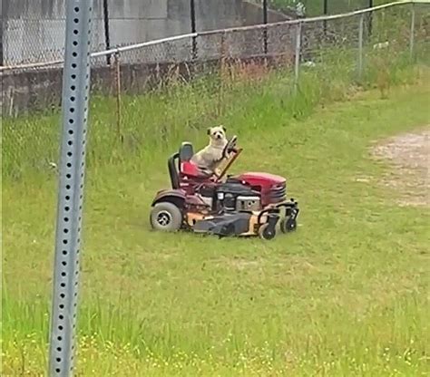 Dog Mowing Grass On A Riding Lawn Mower