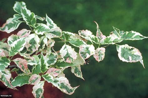 May 29, 2021 · 1 gal. Disease-Resistant Dogwoods | HGTV