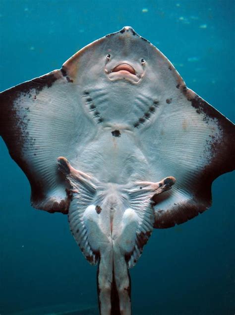 This Is How The Underside Of A Stingray Fish Look Like Beautiful Sea