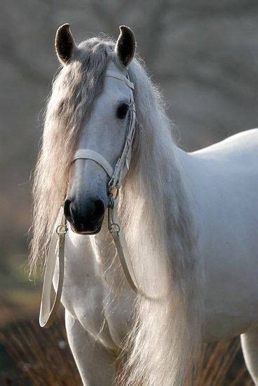 177 free images of horse show. 10 Gorgeous Horses with Amazing Hairs | by Pets Planet ...