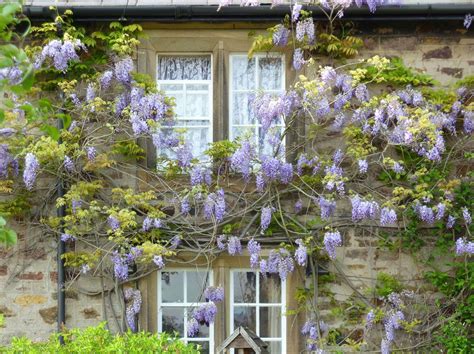 Three tribes form the confederation: Wisteria | Wisteria, Fragrant flowers, Warm spring