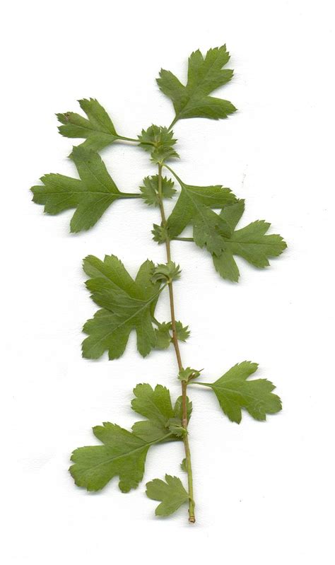 Hawthorn grows as a tree or as a bush. Hawthorn