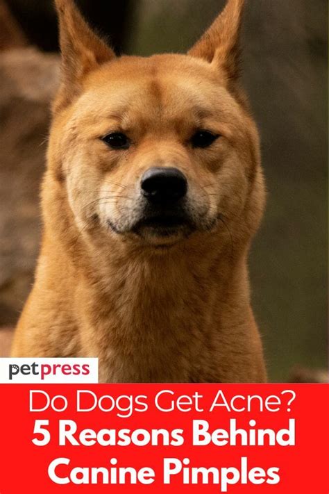 Do Dogs Get Acne The Surprising Truth About Canine Pimples