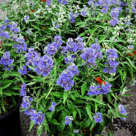 Dark Knight Caryopteris For Sale Online The Tree Center