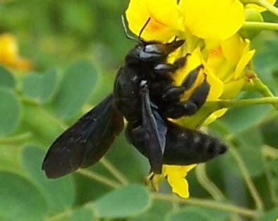 Maybe you would like to learn more about one of these? Black bee - Xylocopa mexicanorum - BugGuide.Net