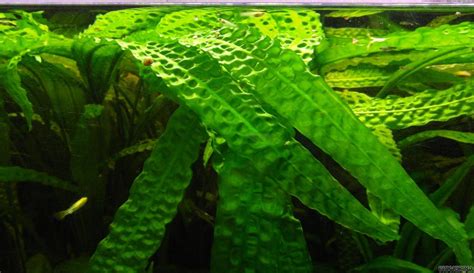 The usteriana stands in between the willisii and the indonesii, both are the fasted growing crypts in my tank. Cryptocoryne aponogetifolia, submerged | Plants ...