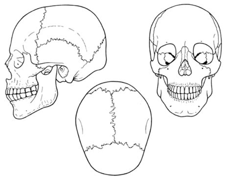 Human Skull Line Drawing At Free For Personal Use