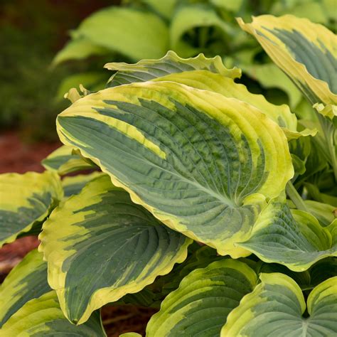 Hosta Trendsetter Les Vivaces Du Merle Bleu