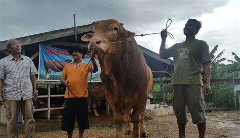 5 Fakta Sapi Limousin Hewan Di Indonesia Yang Bobotnya Saingan Dengan