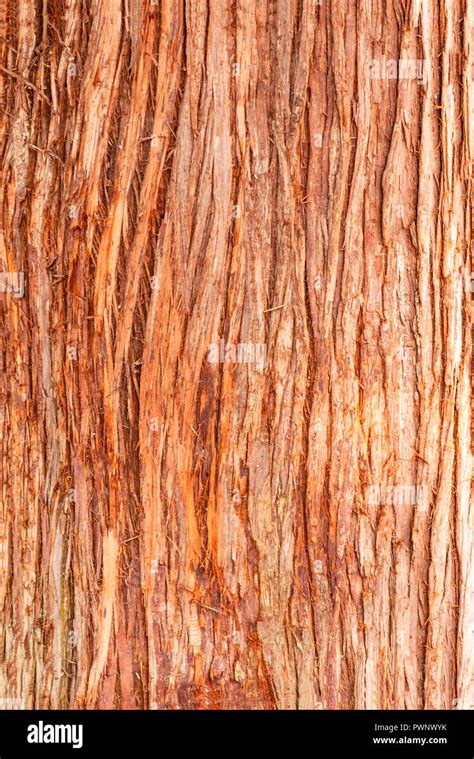 Cedar Tree Cortex Texture Bark Of Red Cedar Tree Backdrop Stock Photo