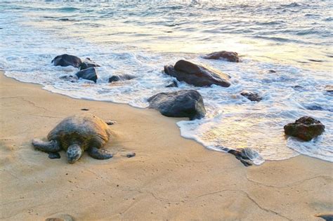 I Went To Laniakea Beach To See Turtles 🐢 Where To See Turtles In Oahu