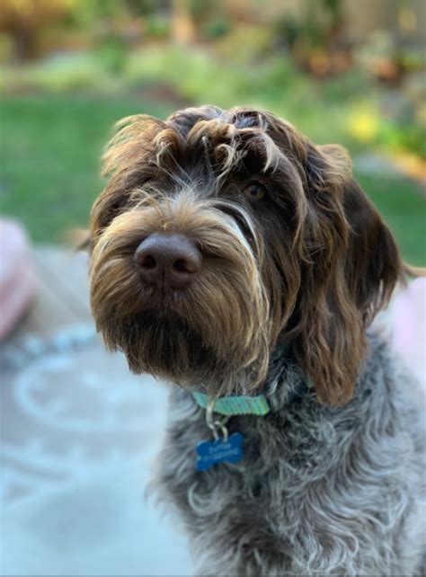 Free shipping · best value · today's top picks · five star products 8 Best Automatic Dog Feeders On Your Budget | Hellow dog ...