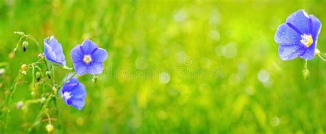 Blue Flax Flowers In A Field On A Blurred Background Stock Image