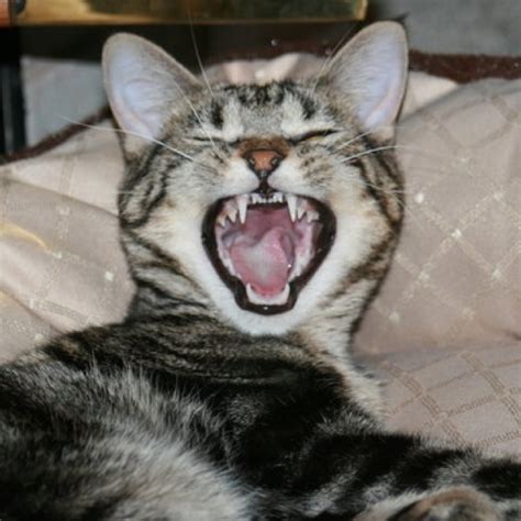 39 Best Images About The Laughing Cat On Pinterest Cats
