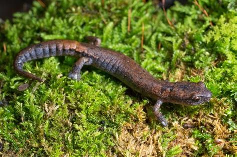 Salamandra Lengua De Hongo Bolitoglossa Hartwegi · Inaturalist Ecuador